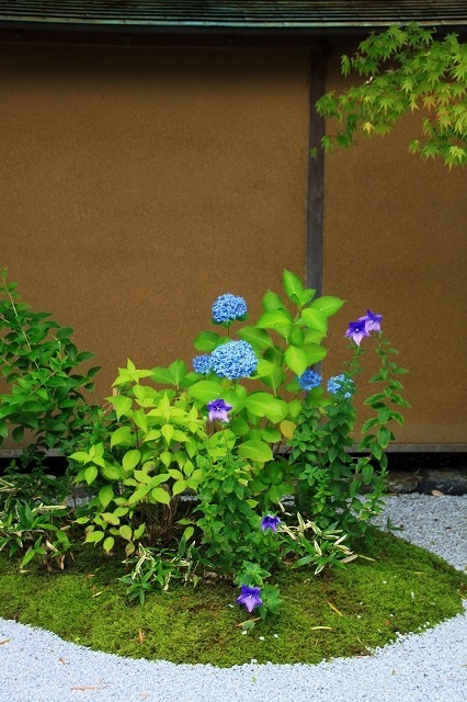 一条恵観山荘の紫陽花と桔梗　①_a0391145_11540710.jpg