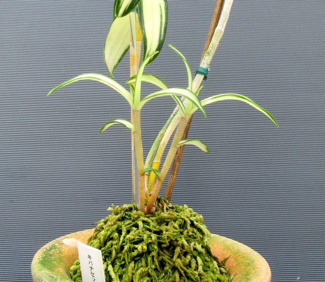 キバナノセッコク 珍しい素心花「深芳野」開花中 富貴蘭 春蘭 長生蘭