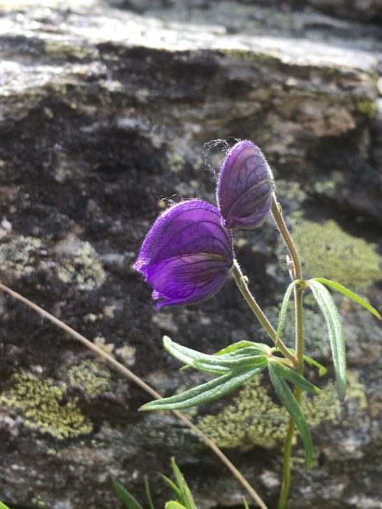 トエルブマイル・サミット Twelvemile Summit _b0135948_15075171.jpg