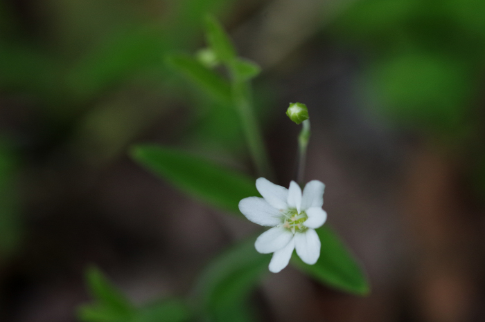 自粛解除でフィールドへ１（池の平）_b0144049_16431828.jpg