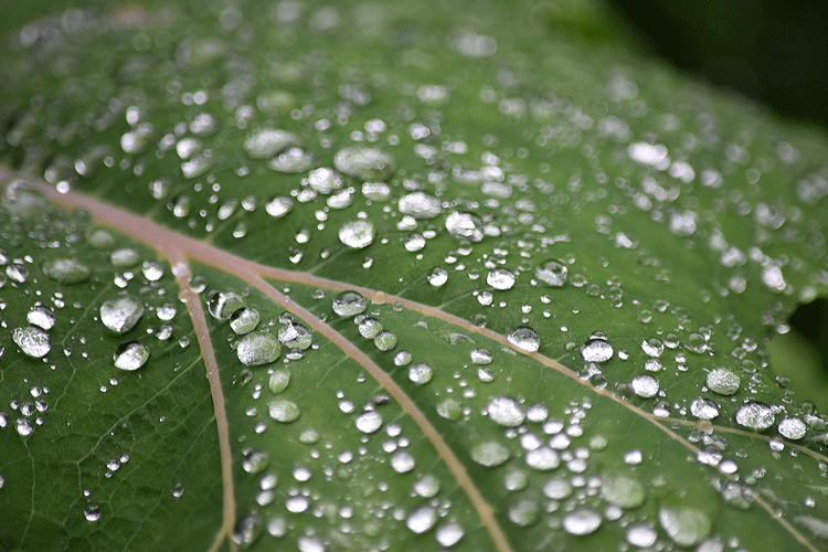 6月28日　雨の滴_a0001354_23020031.gif