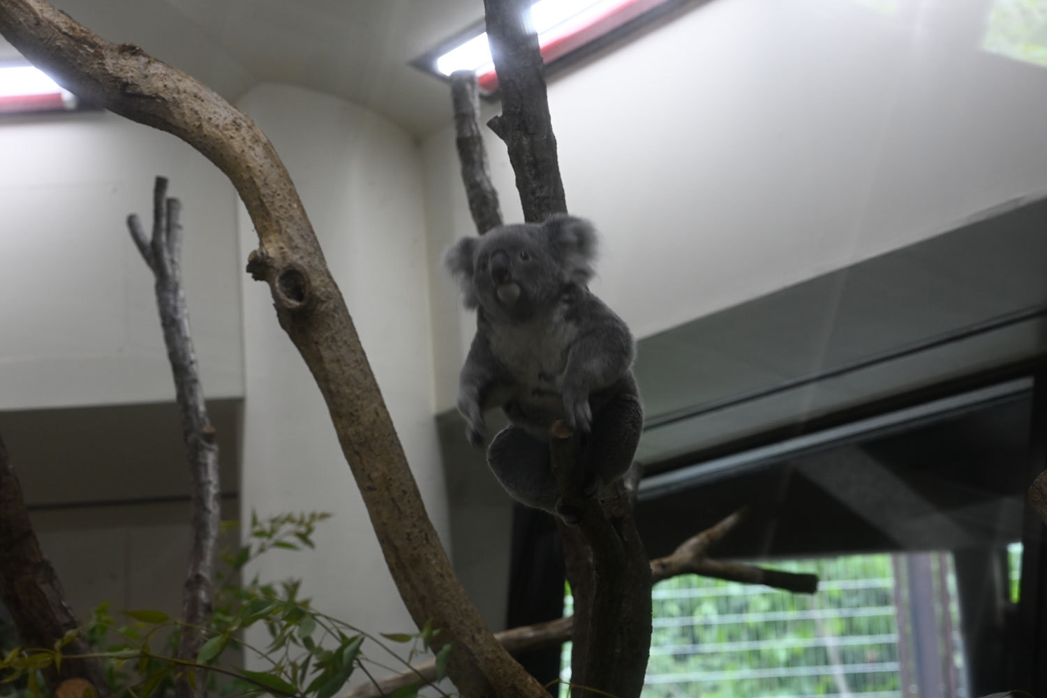 コアラのジャンプ 動物園へ行こう コアラのジャンプ 動物園へ行こう