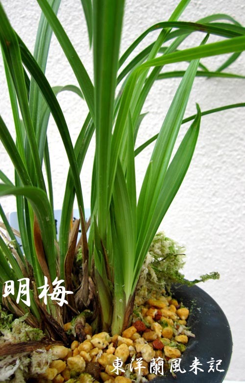 優香　　　　　　　　　　　　No.2036_d0103457_22504804.jpg