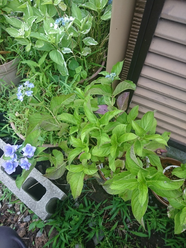城ヶ崎 猫屋の今日も園芸日和 ギボウシ達の庭