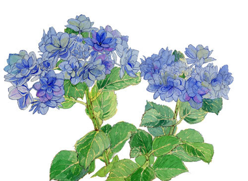 紫陽花_f0189164_14121975.jpg