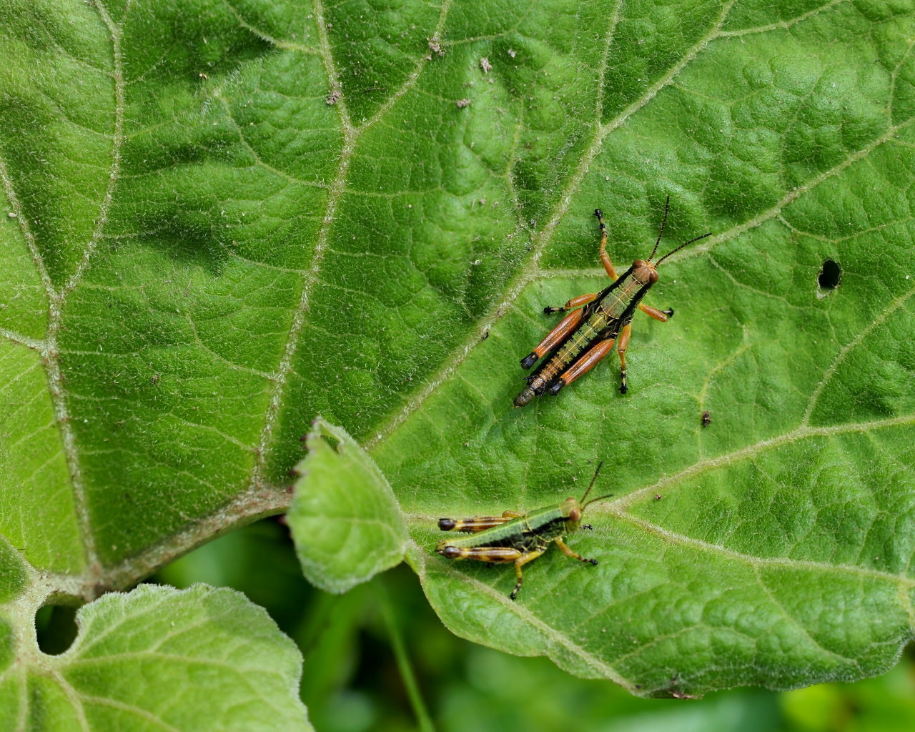 榛名湖畔で避暑がてら おもに虫撮り_c0305565_17352141.jpg