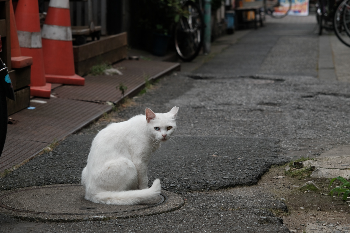 下町リハビリ散歩~第一章、青砥から立石2~_c0084666_12574906.jpg