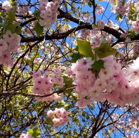 御衣黄桜とボタン桜 木々