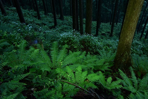 雨の日のコアジサイとシダの森 大天井ヶ岳 峰さんの山あるき 雨の日のコアジサイとシダの森 大天井ヶ岳 峰さんの山あるき