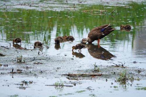 ★先週末の鳥類園(2020.6.27~28)_e0046474_19101810.jpg