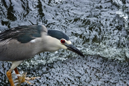 ★先週末の鳥類園（2020.6.27～28）_e0046474_19102179.jpg