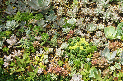 地植えの多肉の長雨対策 森小日記 もりしょうにっき