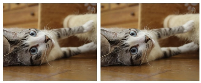 ねこ獲りマシーン_a0333195_13364061.jpg