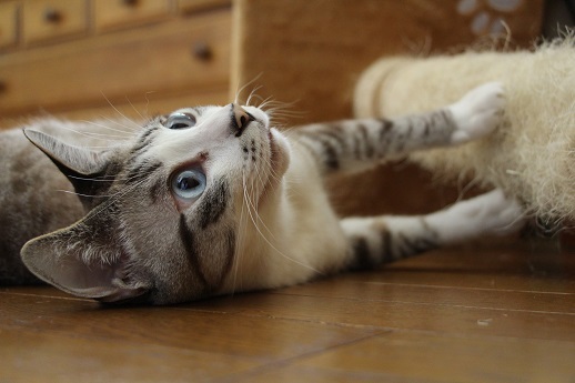 ねこ獲りマシーン_a0333195_13370136.jpg