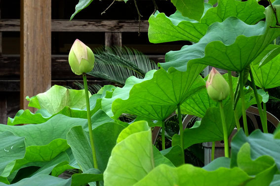 お寺の蓮が花開く_b0145296_19172473.jpg