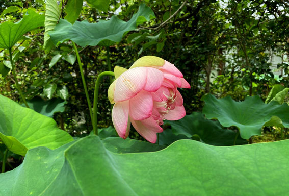 お寺の蓮が花開く_b0145296_19172700.jpg