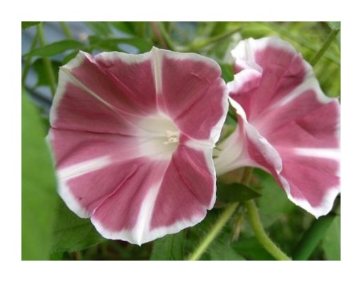 コンラッド　ベア　白　ピンク朝顔 img_cache_a_63208_1_1689973308