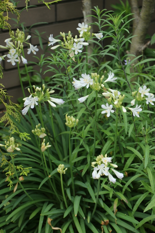 梅雨の晴間に初夏の花~ ジニアとアガパンサス_a0123003_15185632.jpg