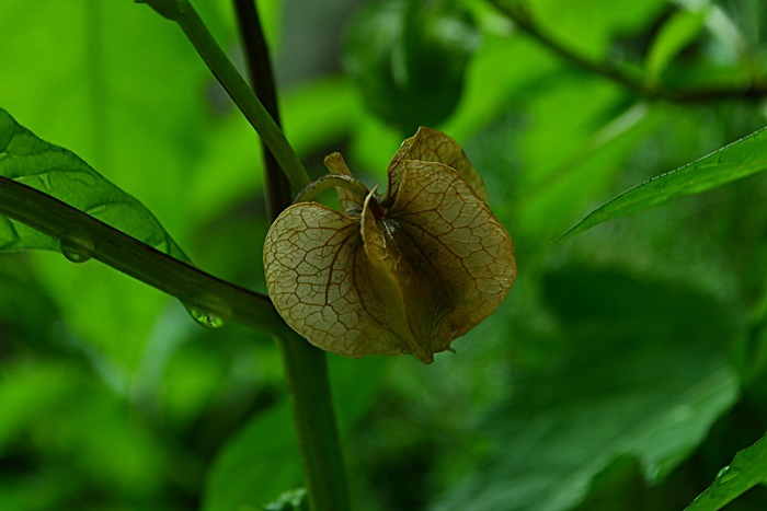 黒ほおずき 花 Tuzuri