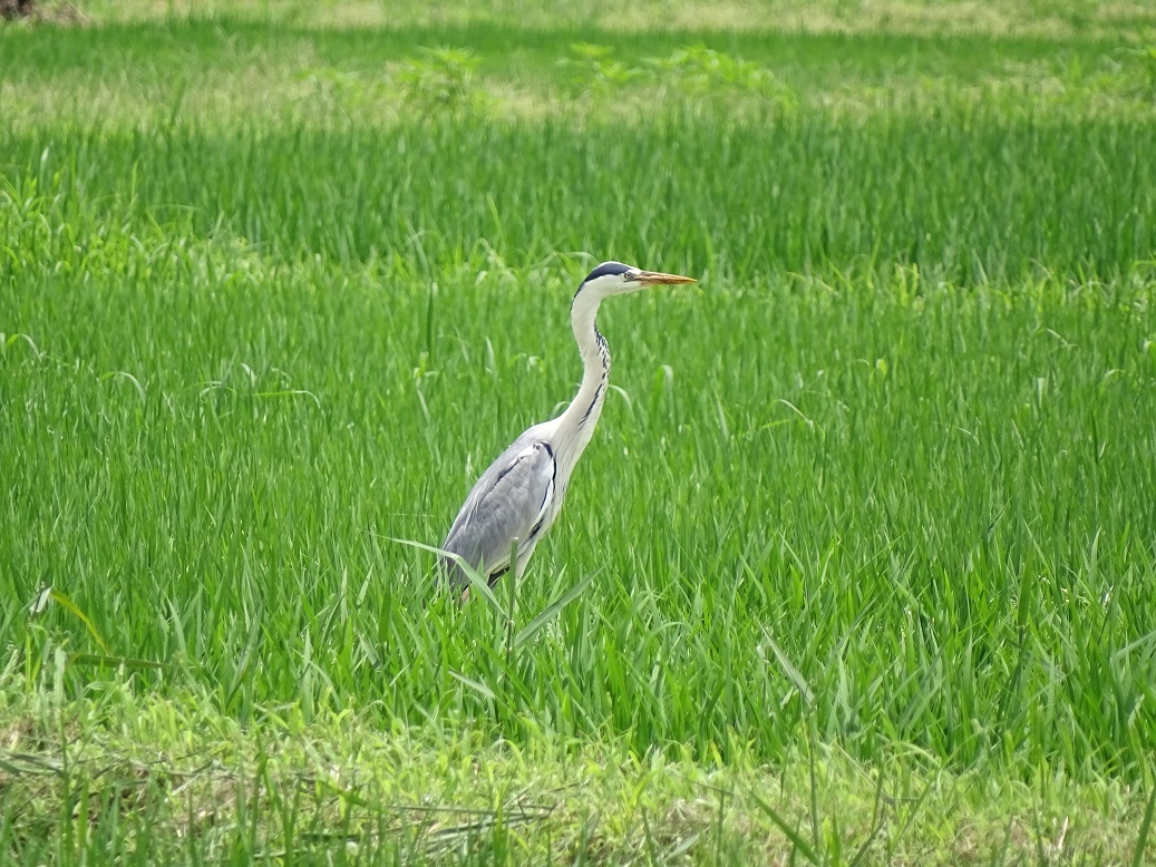 田んぼのキジやオオヨシキリ_c0392406_20125551.jpg