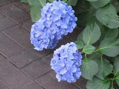 今年も大阪ステーションシティの紫陽花を♪_b0143308_22050210.jpg