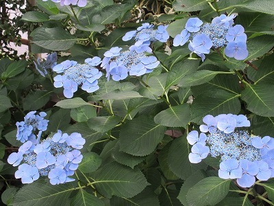 今年も大阪ステーションシティの紫陽花を♪_b0143308_22051291.jpg