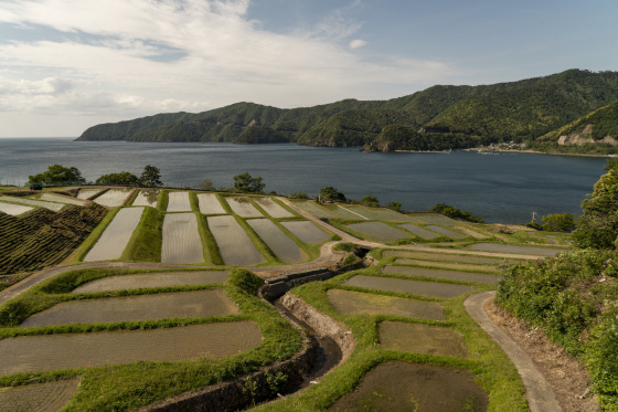 福井県小浜市田鳥 田鳥の棚田 風じゃ