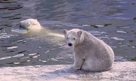 ロシア・ヤクーツク動物園で来園者不在でのコルィマーナ(Колымана)とアルマス(Алмаз)の夏の日_a0151913_2350215.jpg