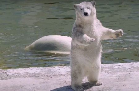 ロシア・ヤクーツク動物園で来園者不在でのコルィマーナ(Колымана)とアルマス(Алмаз)の夏の日_a0151913_235034.jpg
