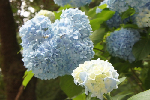 【香取神宮】_f0215714_16532258.jpg