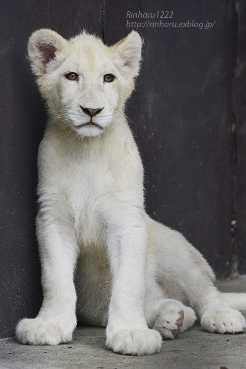 6 27 東北サファリパーク ホワイトライオンのいっきゅう君とユズちゃん その1 White Lion 青空に浮かぶ月を眺めながら