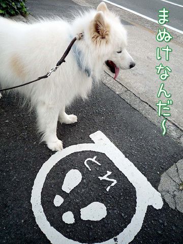 散歩屋日誌【番外編】_c0062832_15583603.jpg