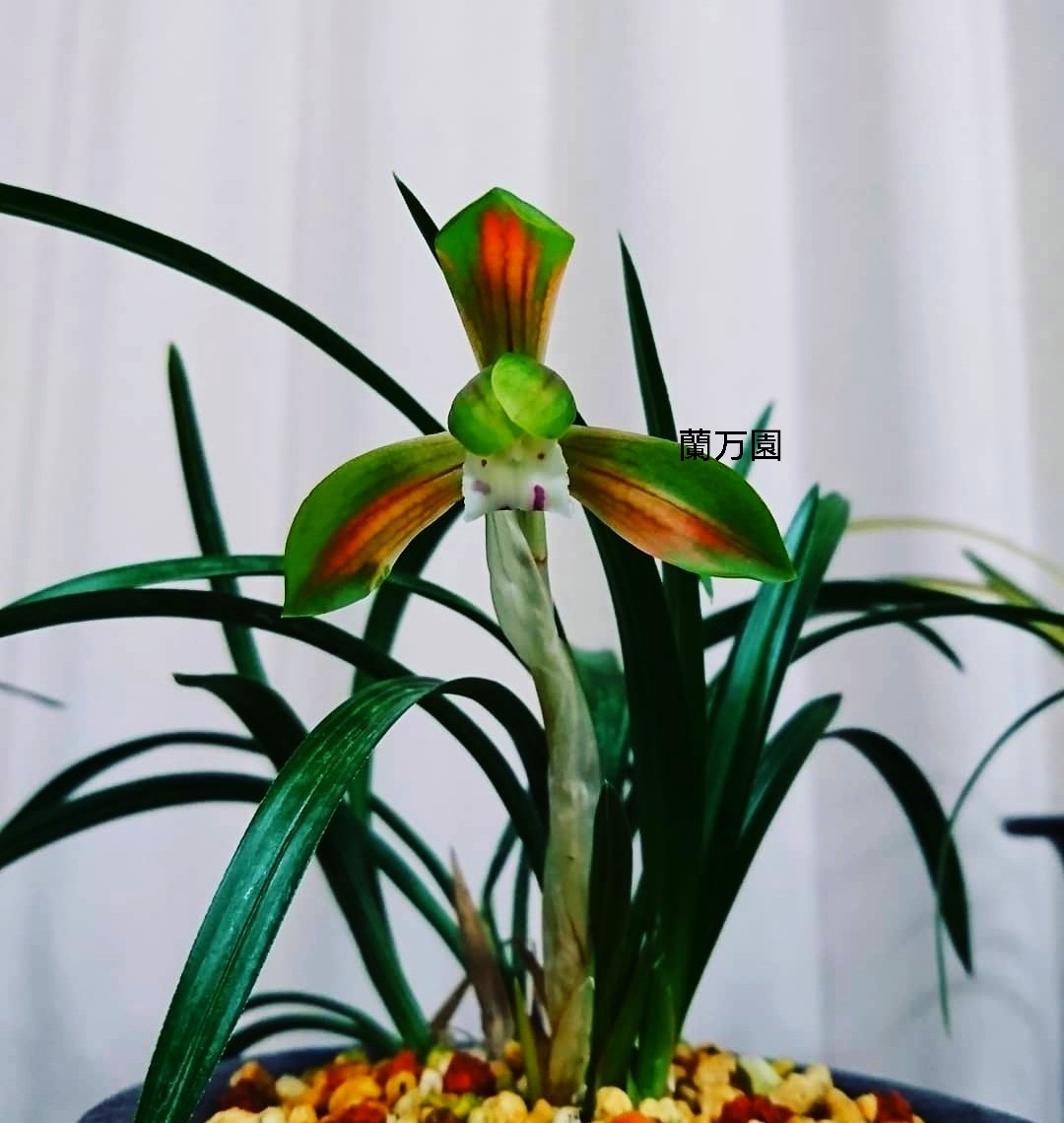 韓国春蘭 神秘 : 蘭万園日記