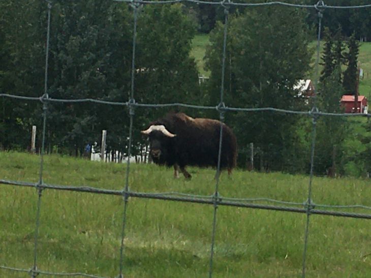 ジャコウ牛 Muskox - アラスカ大学大型動物研究所_b0135948_09211836.jpg