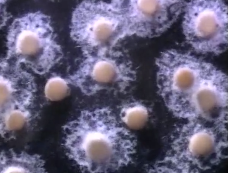 選定映画の再公開9「 淡水海綿　多細胞動物の始まりを生きる」_b0115553_07230110.png
