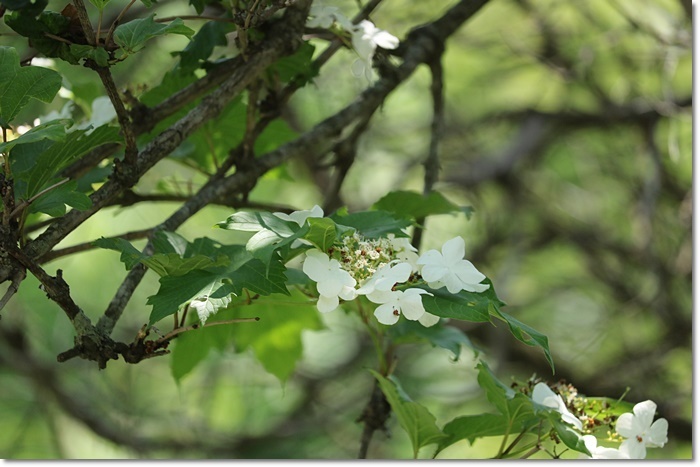 野幌森林公園（’２０・６・２４）_f0146493_22220264.jpg