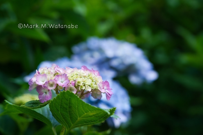 高山アジサイ園-2_e0135098_06543734.jpg
