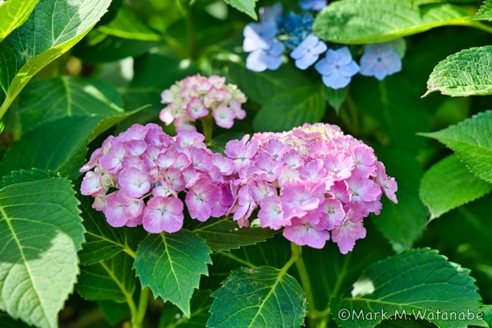 高山アジサイ園-2_e0135098_06544725.jpg