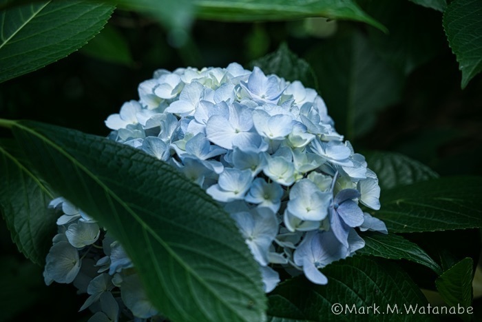 高山アジサイ園-3_e0135098_22474945.jpg