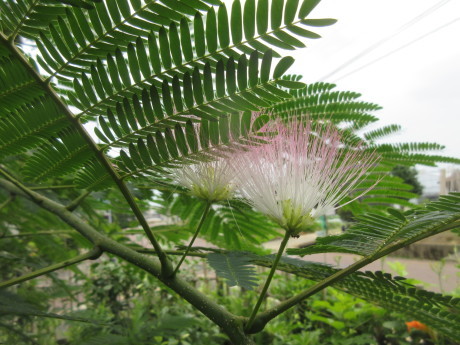 合歓咲く・紫陽花園 ほか_a0203003_11305269.jpg