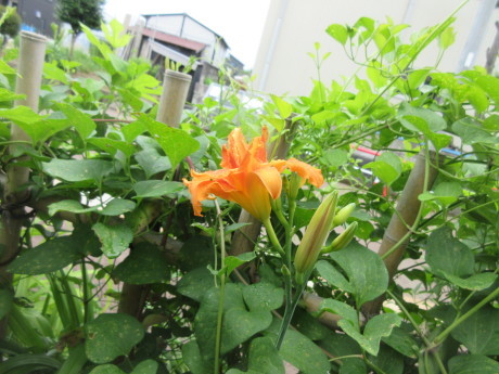 合歓咲く・紫陽花園 ほか_a0203003_11310841.jpg