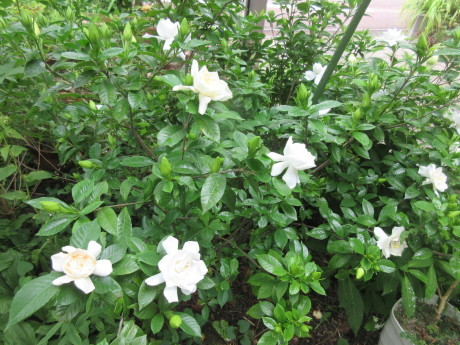 合歓咲く・紫陽花園 ほか_a0203003_11312483.jpg
