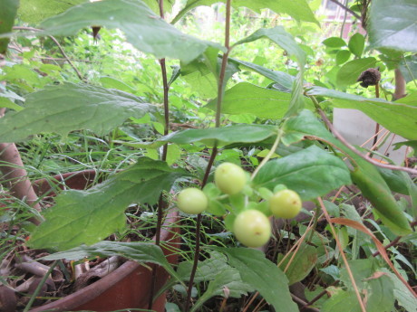 合歓咲く・紫陽花園 ほか_a0203003_11313934.jpg