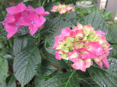 合歓咲く・紫陽花園 ほか_a0203003_11320186.jpg