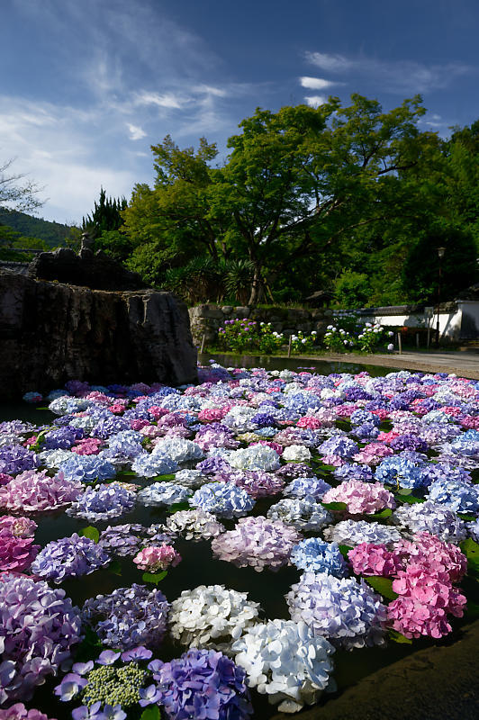 紫陽花@久安寺 其の一_f0032011_19124304.jpg