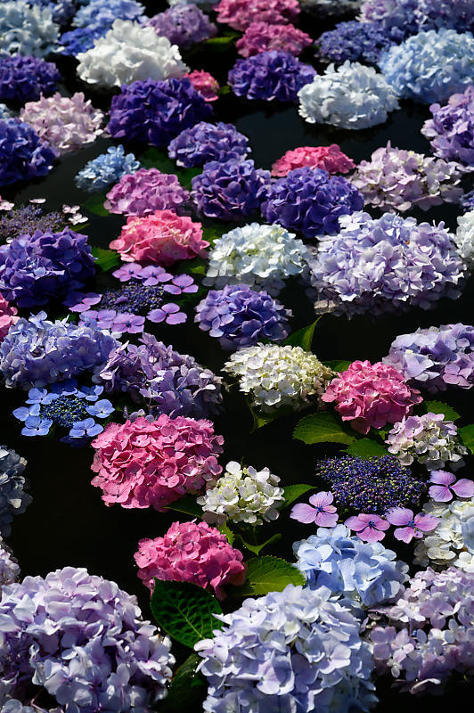 紫陽花@久安寺 其の一_f0032011_19124306.jpg