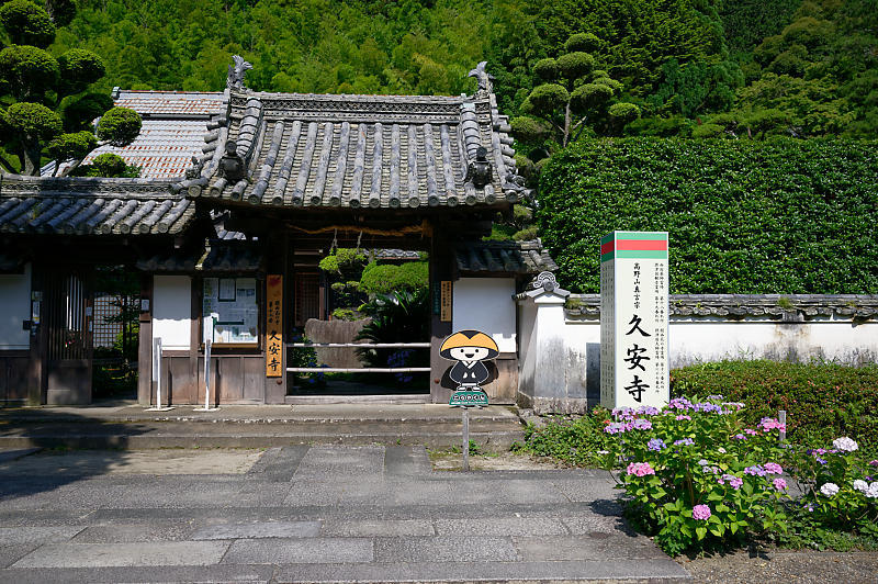 紫陽花@久安寺 其の一_f0032011_19124333.jpg