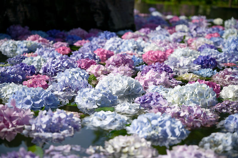 紫陽花@久安寺 其の一_f0032011_19124362.jpg