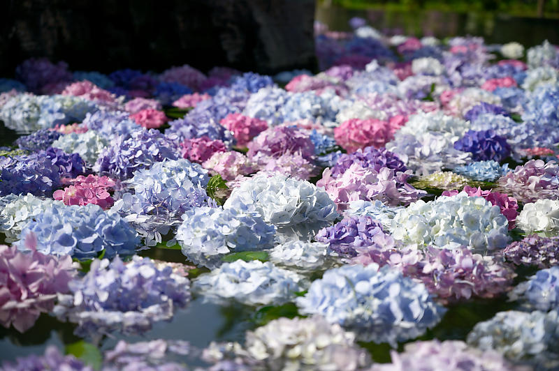 紫陽花@久安寺　其の一_f0032011_19124362.jpg