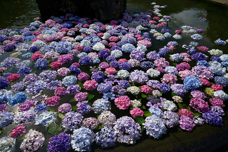 紫陽花@久安寺 其の一_f0032011_19124377.jpg